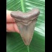 5,0 cm grauer Zahn des Megalodon 5,0 cm grauer Zahn des Megalodon
