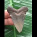 5,0 cm grauer Zahn des Megalodon 5,0 cm grauer Zahn des Megalodon