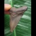 5,0 cm grauer Zahn des Megalodon 5,0 cm grauer Zahn des Megalodon