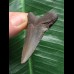 5,0 cm grauer Zahn des Megalodon 5,0 cm grauer Zahn des Megalodon