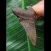 5,0 cm grauer Zahn des Megalodon 5,0 cm grauer Zahn des Megalodon
