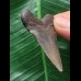 5,0 cm grauer Zahn des Megalodon 5,0 cm grauer Zahn des Megalodon