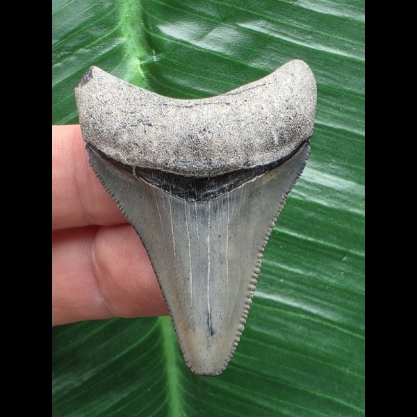 4,9 cm dolchförmiger Zahn des Megalodon 4,9 cm dolchförmiger Zahn des Megalodon