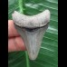 4,9 cm dolchförmiger Zahn des Megalodon 4,9 cm dolchförmiger Zahn des Megalodon