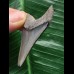 4,9 cm dolchförmiger Zahn des Megalodon 4,9 cm dolchförmiger Zahn des Megalodon