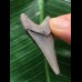 4,9 cm dolchförmiger Zahn des Megalodon 4,9 cm dolchförmiger Zahn des Megalodon