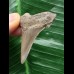 4,3 cm heller Zahn des Otodus Angustidens 4,3 cm heller Zahn des Otodus Angustidens