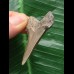 4,3 cm heller Zahn des Otodus Angustidens 4,3 cm heller Zahn des Otodus Angustidens