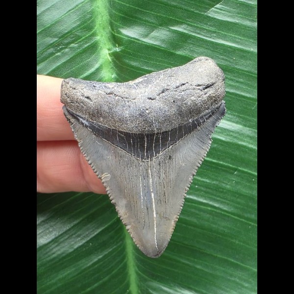 5,1 cm blauer Zahn des Megalodon 5,1 cm blauer Zahn des Megalodon