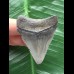 5,1 cm blauer Zahn des Megalodon 5,1 cm blauer Zahn des Megalodon
