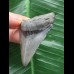 5,1 cm blauer Zahn des Megalodon 5,1 cm blauer Zahn des Megalodon