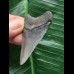 5,1 cm blauer Zahn des Megalodon 5,1 cm blauer Zahn des Megalodon