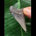 5,1 cm blauer Zahn des Megalodon 5,1 cm blauer Zahn des Megalodon