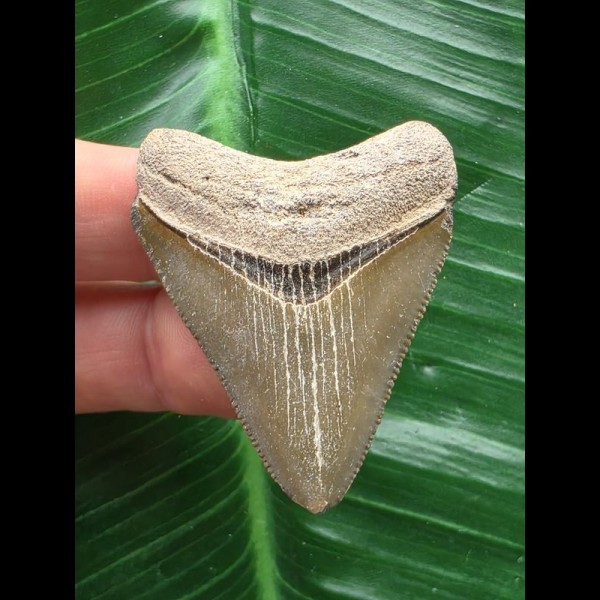 4,6 cm grauer Zahn des Megalodon 4,6 cm grauer Zahn des Megalodon