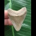 4,6 cm grauer Zahn des Megalodon 4,6 cm grauer Zahn des Megalodon