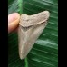 4,6 cm grauer Zahn des Megalodon 4,6 cm grauer Zahn des Megalodon