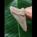 4,6 cm grauer Zahn des Megalodon 4,6 cm grauer Zahn des Megalodon