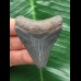 5,2 cm blauer Zahn des Megalodon 5,2 cm blauer Zahn des Megalodon