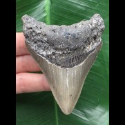 9,0 cm graublauer Zahn des Megalodon