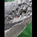 9,0 cm graublauer Zahn des Megalodon 9,0 cm graublauer Zahn des Megalodon