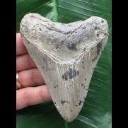 10,1 cm sehr heller grauer Zahn des Megalodon