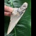 10,1 cm sehr heller grauer Zahn des Megalodon 10,1 cm sehr heller grauer Zahn des Megalodon