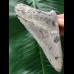10,1 cm sehr heller grauer Zahn des Megalodon 10,1 cm sehr heller grauer Zahn des Megalodon