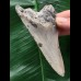 10,1 cm sehr heller grauer Zahn des Megalodon 10,1 cm sehr heller grauer Zahn des Megalodon