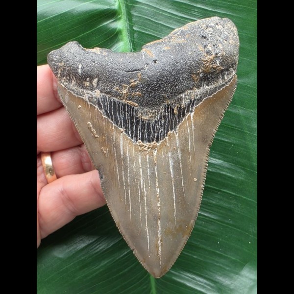11,0 cm scharfer Zahn des Megalodon 11,0 cm scharfer Zahn des Megalodon
