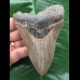 11,0 cm scharfer Zahn des Megalodon 11,0 cm scharfer Zahn des Megalodon