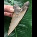 11,0 cm scharfer Zahn des Megalodon 11,0 cm scharfer Zahn des Megalodon