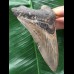 11,0 cm scharfer Zahn des Megalodon 11,0 cm scharfer Zahn des Megalodon