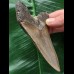 11,0 cm scharfer Zahn des Megalodon 11,0 cm scharfer Zahn des Megalodon