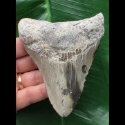 11,0 cm heller grauer Zahn des Megalodon