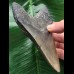 12,2 cm massiver breiter Zahn des Megalodon 12,2 cm massiver breiter Zahn des Megalodon