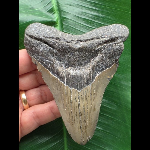10,7 cm dolchförmiger Zahn des Megalodon 10,7 cm dolchförmiger Zahn des Megalodon