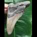 10,7 cm dolchförmiger Zahn des Megalodon 10,7 cm dolchförmiger Zahn des Megalodon