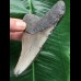 10,7 cm dolchförmiger Zahn des Megalodon 10,7 cm dolchförmiger Zahn des Megalodon
