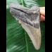 10,7 cm dolchförmiger Zahn des Megalodon 10,7 cm dolchförmiger Zahn des Megalodon