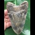 11,8 cm dunkler Zahn des Megalodon 11,8 cm dunkler Zahn des Megalodon