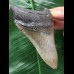 10,2 cm dolchförmiger Zahn des Megalodon 10,2 cm dolchförmiger Zahn des Megalodon