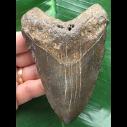 10,8 cm  brauner Zahn des Megalodon