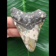 7,7 cm grauer Zahn des Megalodon
