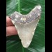 7,7 cm grauer Zahn des Megalodon 7,7 cm grauer Zahn des Megalodon