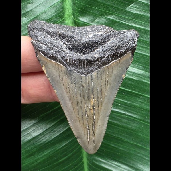 6,8 cm grauer Zahn des Megalodon 6,8 cm grauer Zahn des Megalodon
