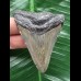 6,8 cm grauer Zahn des Megalodon 6,8 cm grauer Zahn des Megalodon