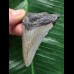 6,8 cm grauer Zahn des Megalodon 6,8 cm grauer Zahn des Megalodon