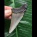 6,8 cm grauer Zahn des Megalodon 6,8 cm grauer Zahn des Megalodon