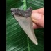 6,8 cm grauer Zahn des Megalodon 6,8 cm grauer Zahn des Megalodon