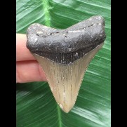 6,3 cm grauer Zahn des Megalodon